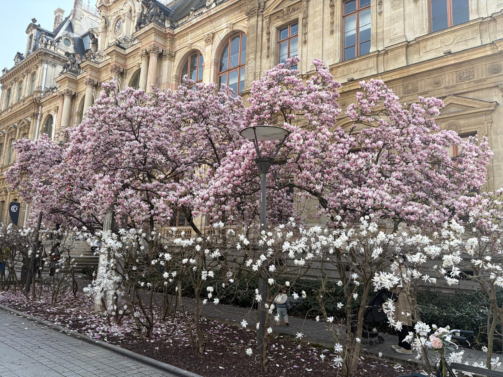 Lyon12